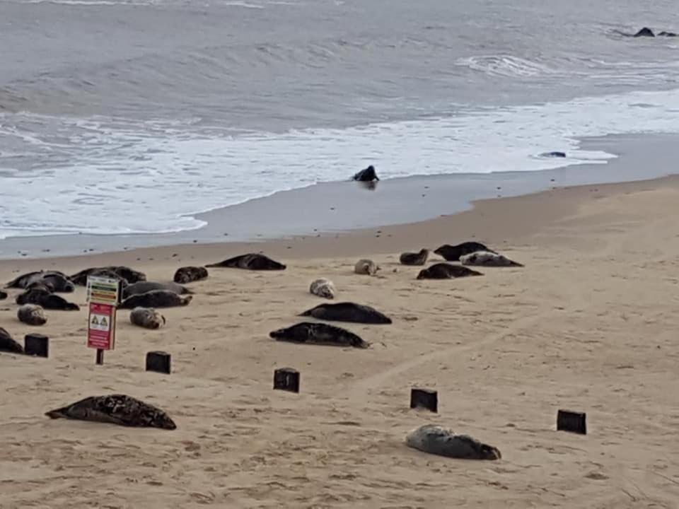 فيلا Coastal Terrace Dogs Welcome Optional Hot Tub Sea Palling المظهر الخارجي الصورة