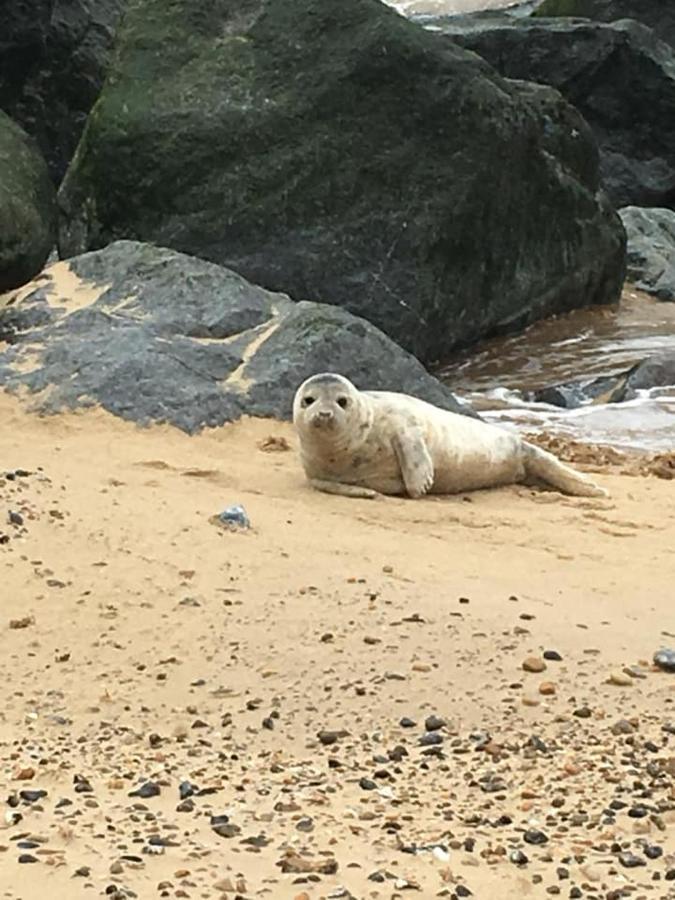 فيلا Coastal Terrace Dogs Welcome Optional Hot Tub Sea Palling المظهر الخارجي الصورة